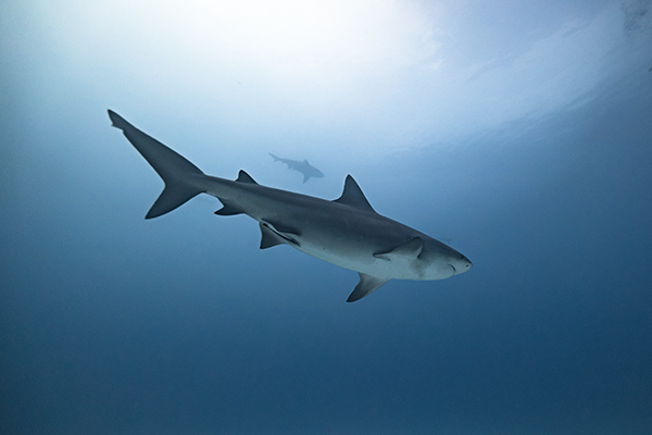 Bull Shark Experience 1 Tank